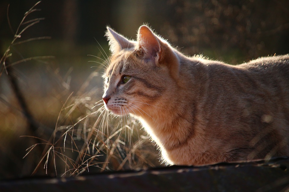 L’importance des chats pour les enfants