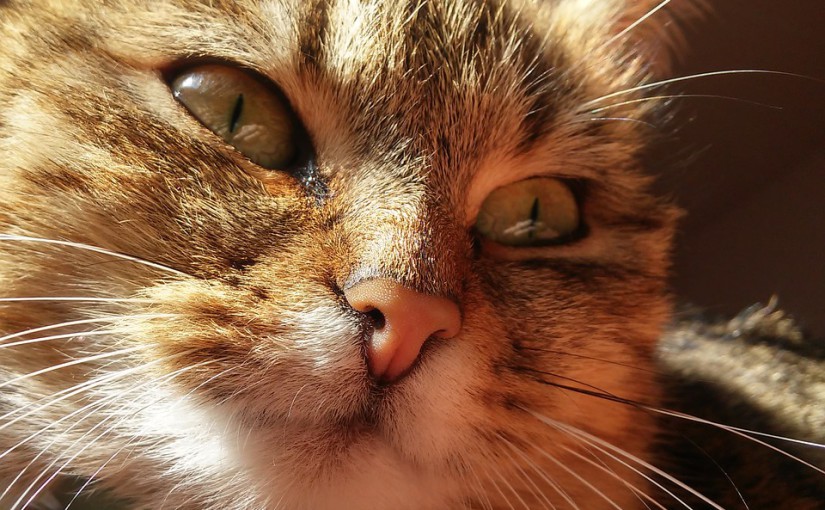 Le guide de la caresse pour chat, c’est par ici !