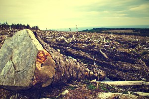 foret-deforestation