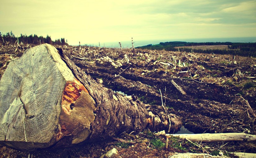 How Can Art Raise Awareness for Environment?