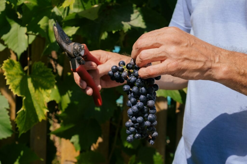close up of french winemaking with pruning shears cutting a bunch of red grapes, winemaking and harvesting