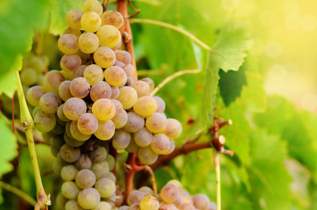 Grapes