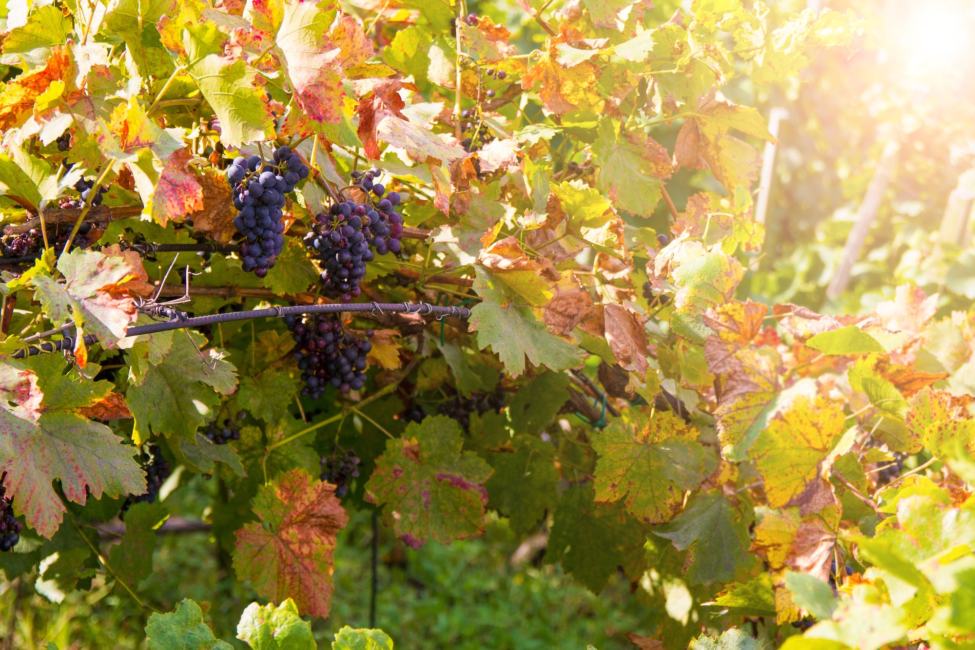 Climate Change Impacting French Wine Production