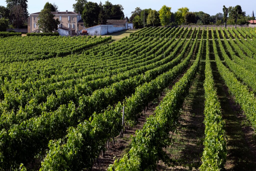 Vineyard in the Dordogne - France
