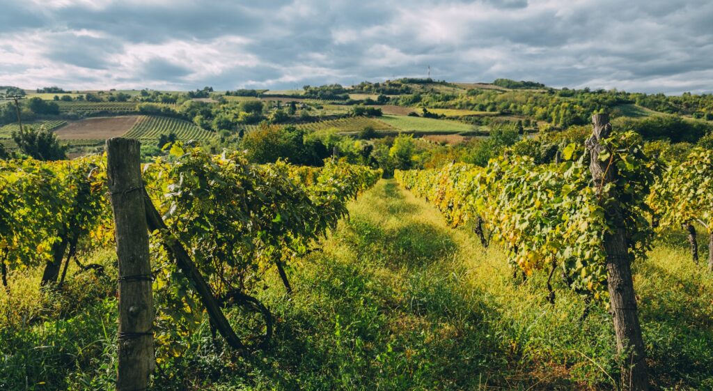 Vineyard region landscape in summer.