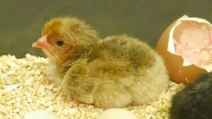 A chick hatching