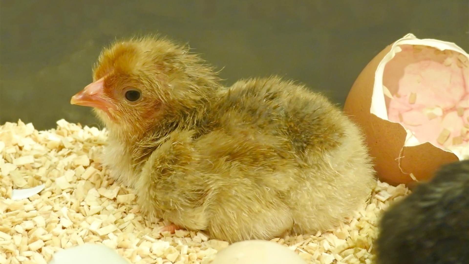 Why don’t chicks hatch?