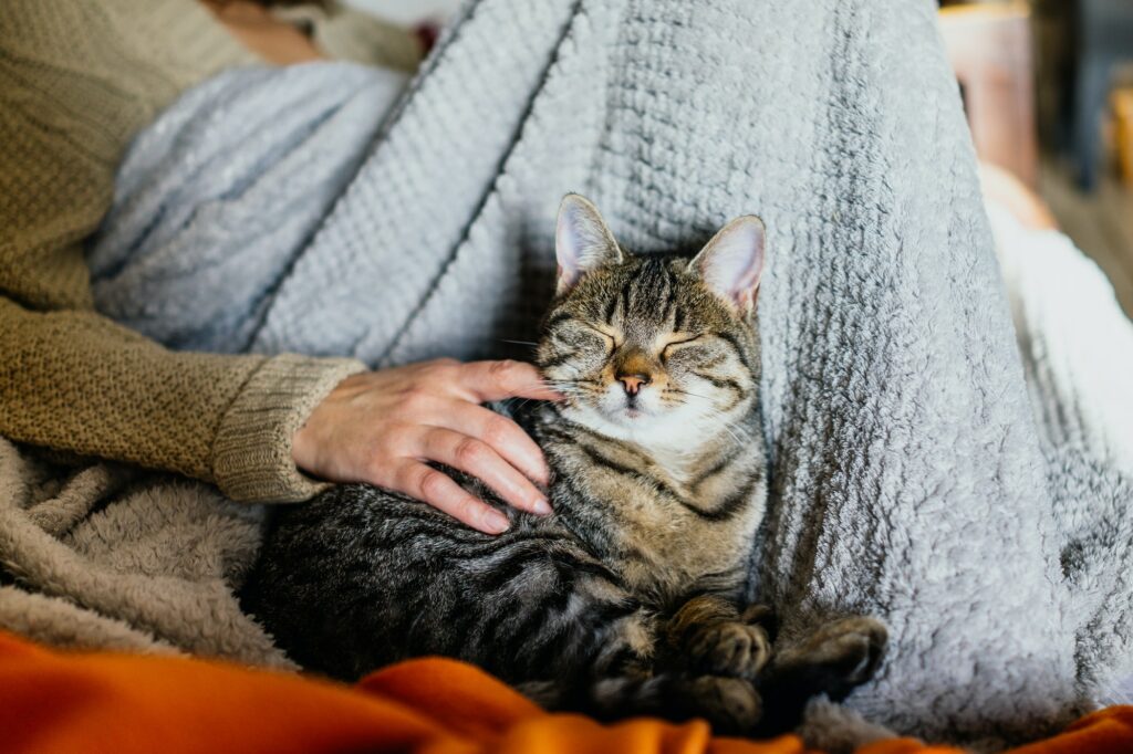 Choisissez l'animal qui vous correspond le mieux