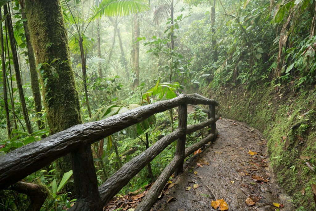 Jungle Costa Ricaine
