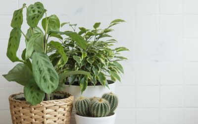 Comment les plantes d’intérieur peuvent améliorer votre bien-être.