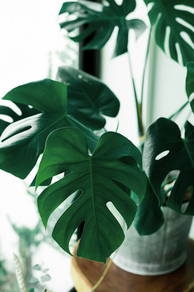 L'effet incroyable des plantes sur notre santé mentale et physique