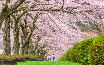 Les secrets pour un voyage pas cher au Japon