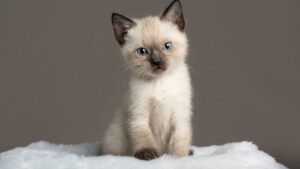 Chaton