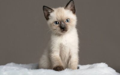 Comment bien préparer l’arrivée d’un chaton à la maison ?