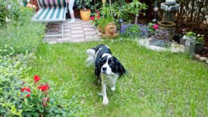 chien