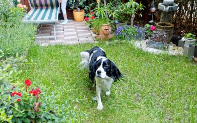 Comment aménager un jardin sécurisé pour votre chien ?
