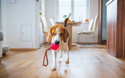 Les meilleurs jouets pour stimuler l’intelligence de votre chien