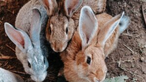 Lapin