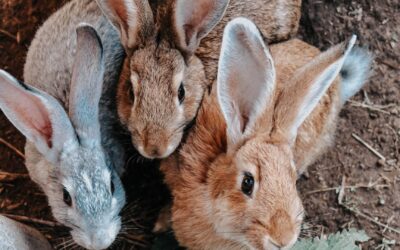 Les NAC : quel petit animal exotique choisir pour votre foyer ?