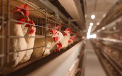 Distinguishing a dead egg from a contaminated egg: key points