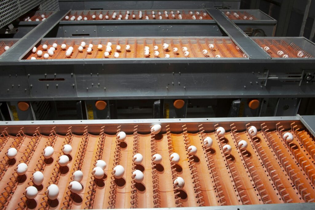 dead egg poultry