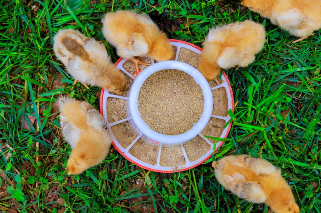 chick flock