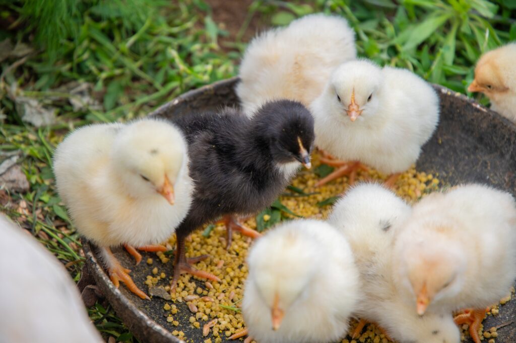 Newborn chicks