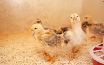 How Biosecurity Programs Keep Chick flocks Safe from outbreaks ?